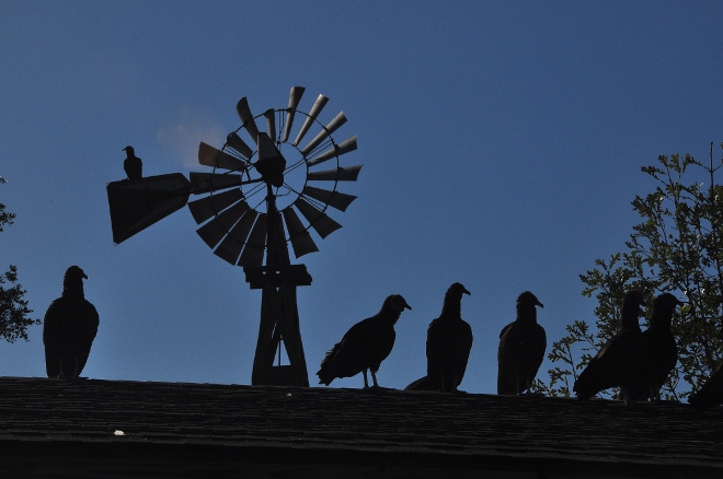 windmill and black vultures